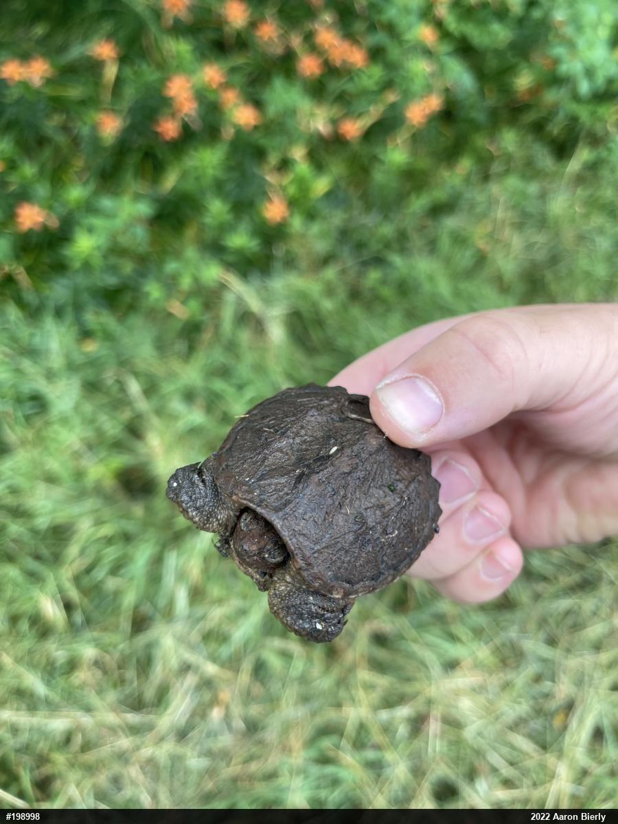 Snapping Turtle