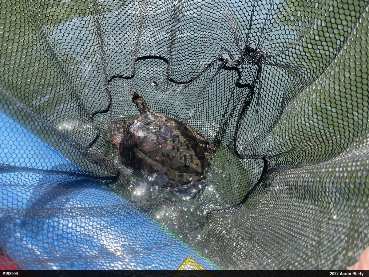Snapping Turtle