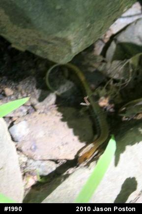 Northern Two-lined Salamander