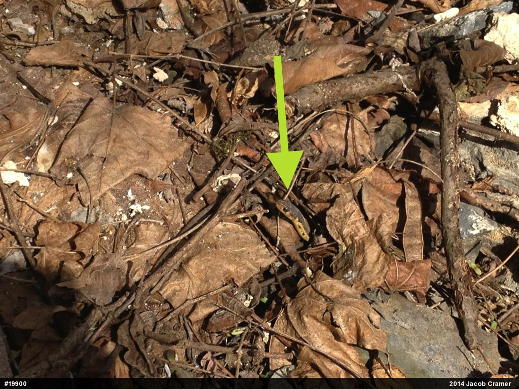 Eastern Gartersnake
