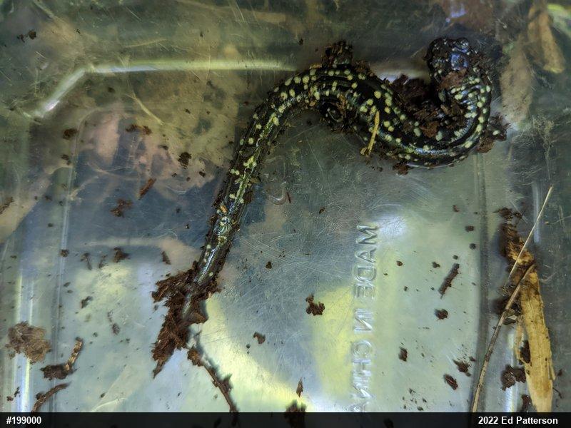 Northern Slimy Salamander