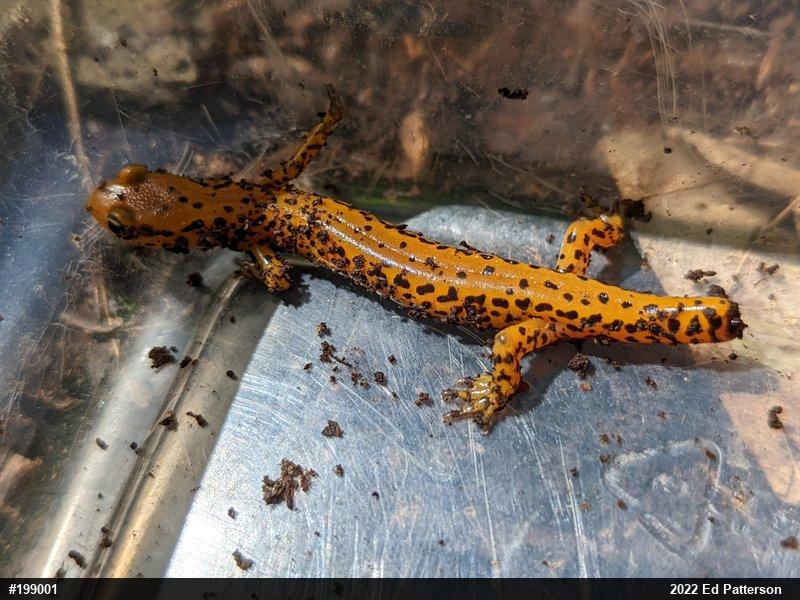Eastern Long-tailed Salamander