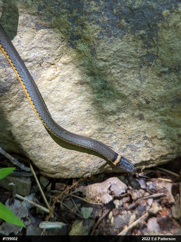 Northern Ring-necked Snake