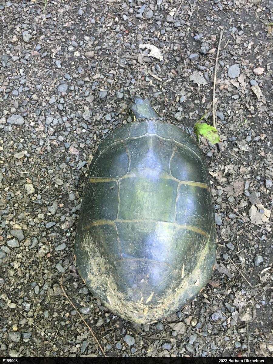 Eastern Painted Turtle