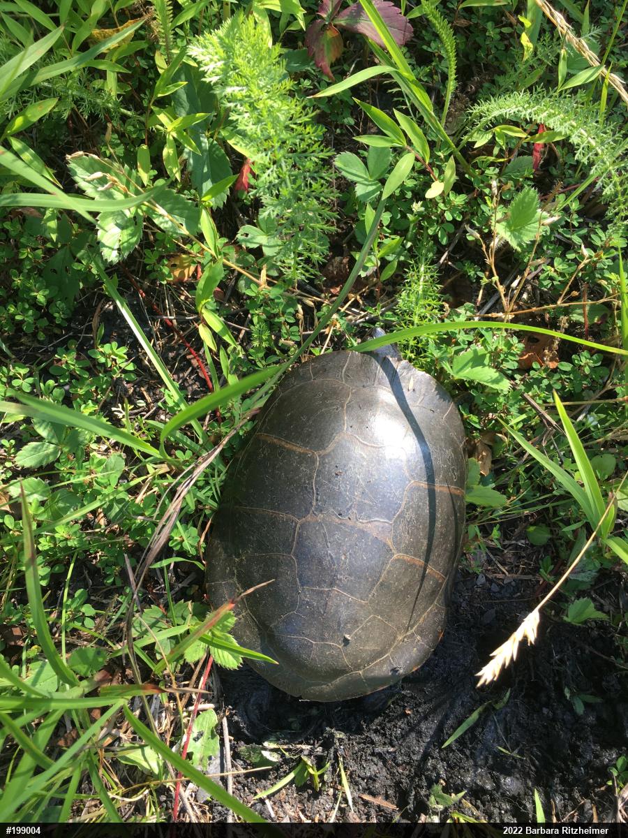 Painted Turtle