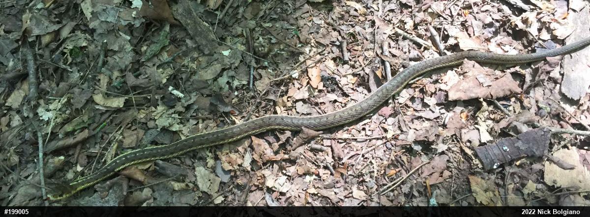 Eastern Gartersnake