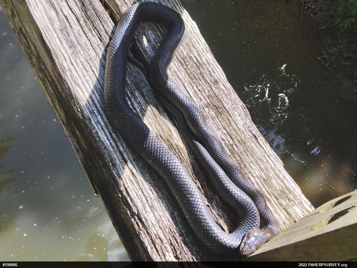 Eastern Ratsnake
