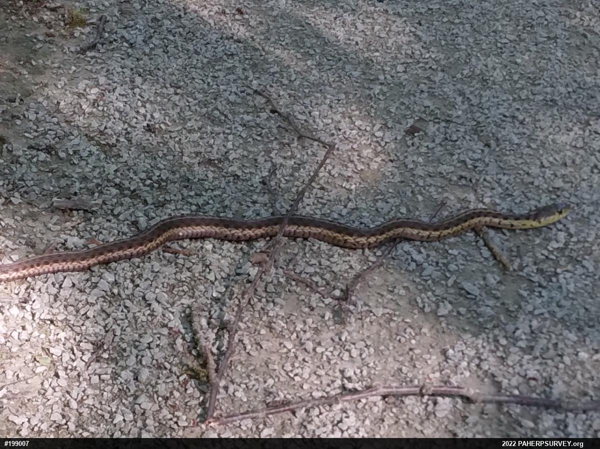 Eastern Gartersnake