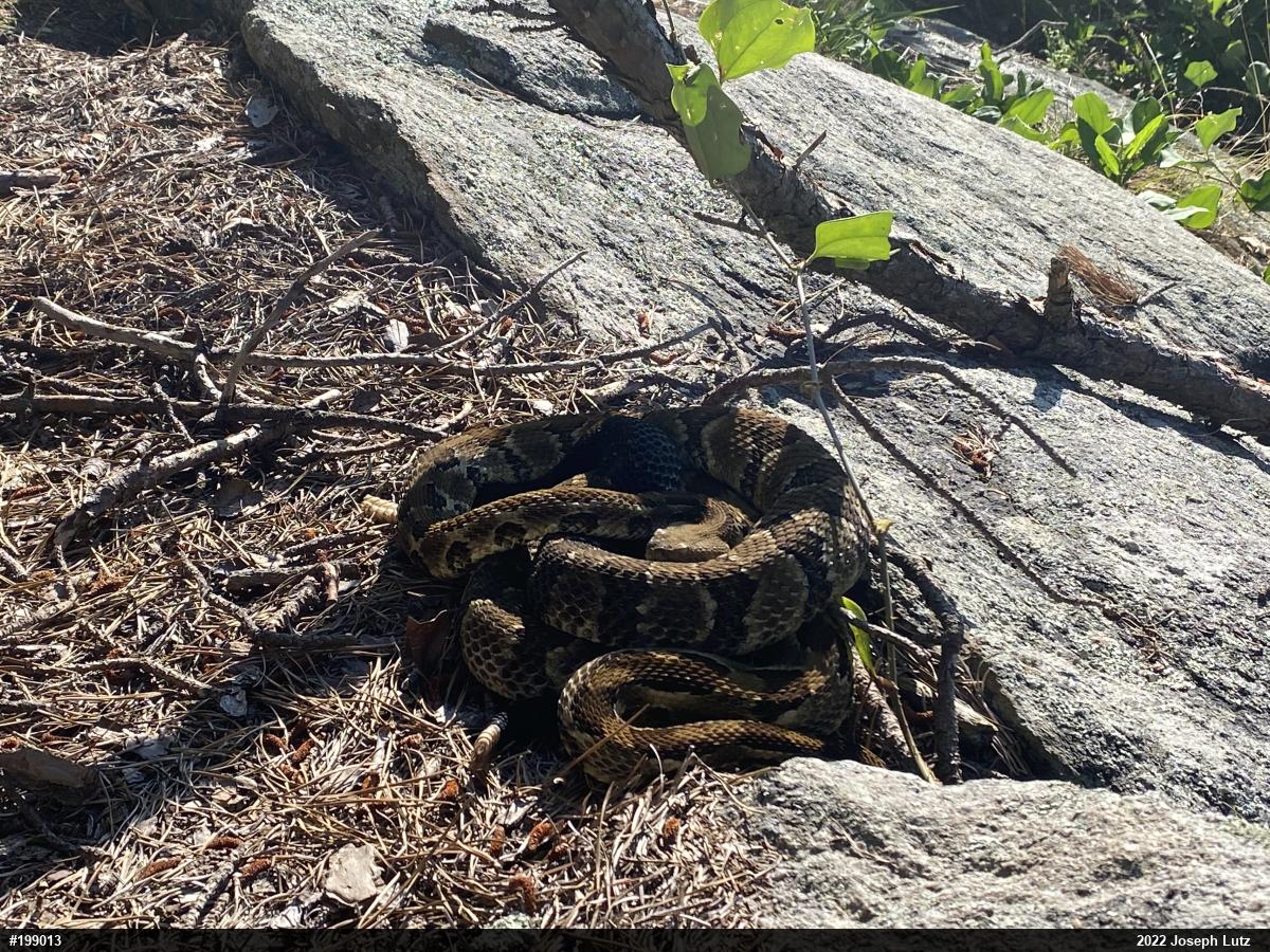 Timber Rattlesnake