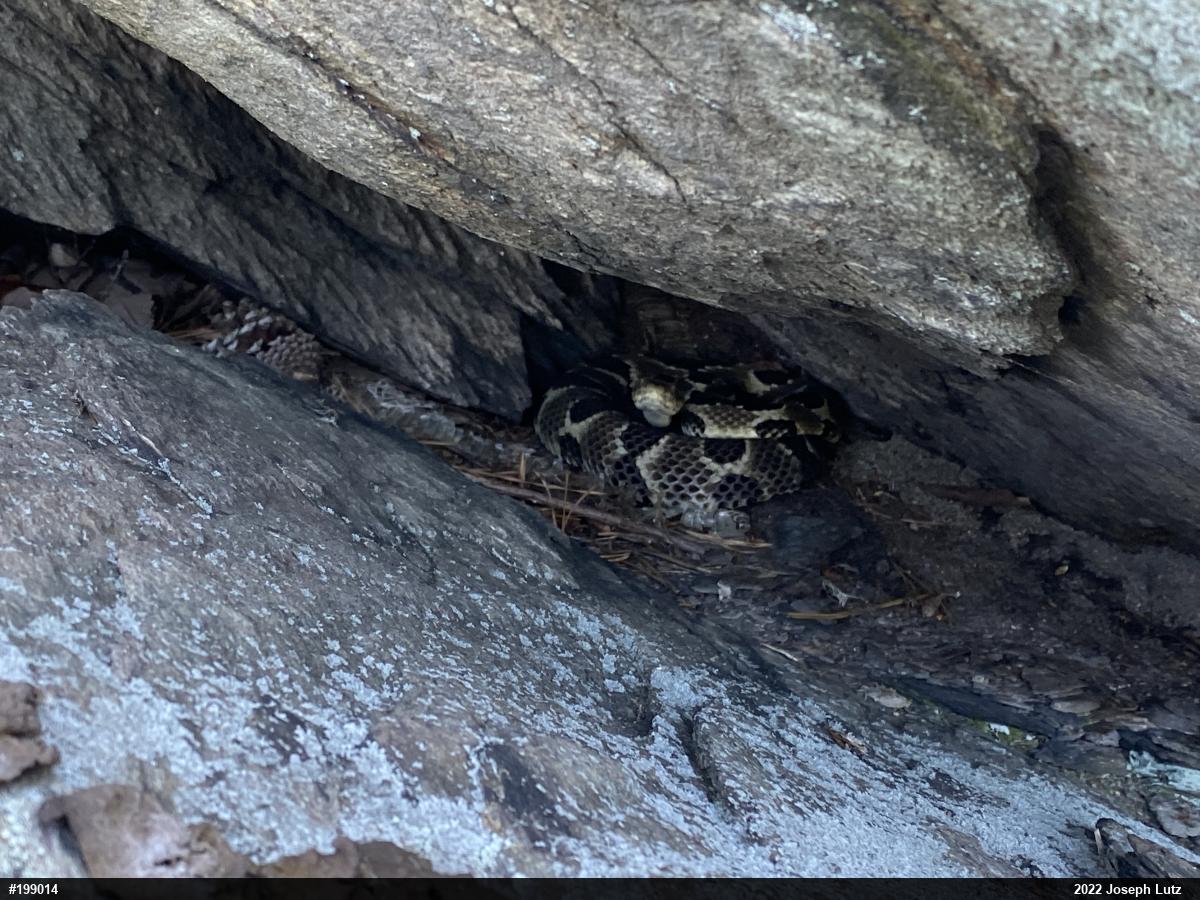 Timber Rattlesnake
