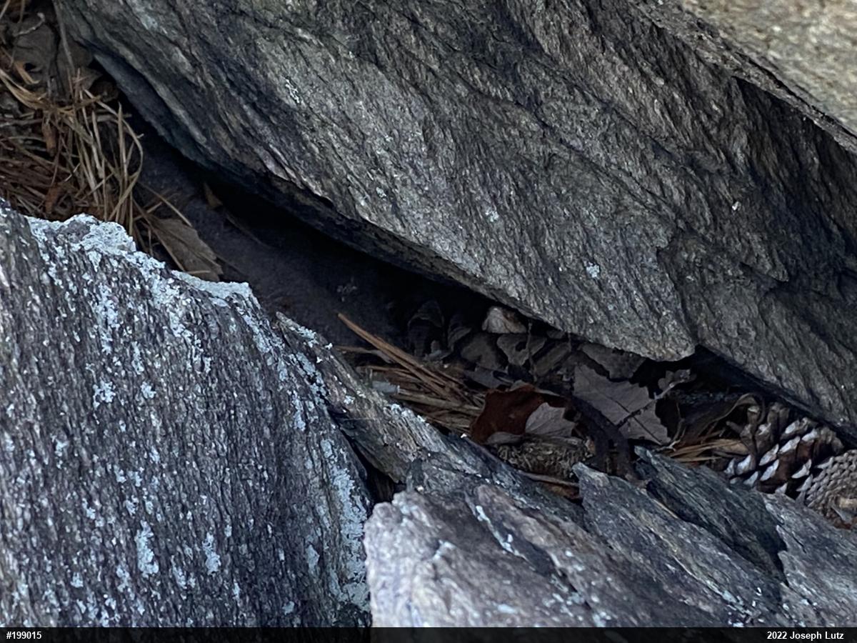 Northern Copperhead