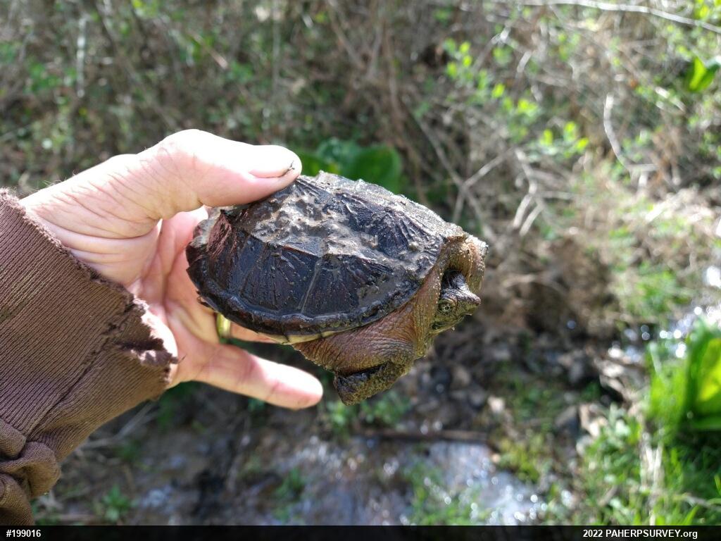 Snapping Turtle