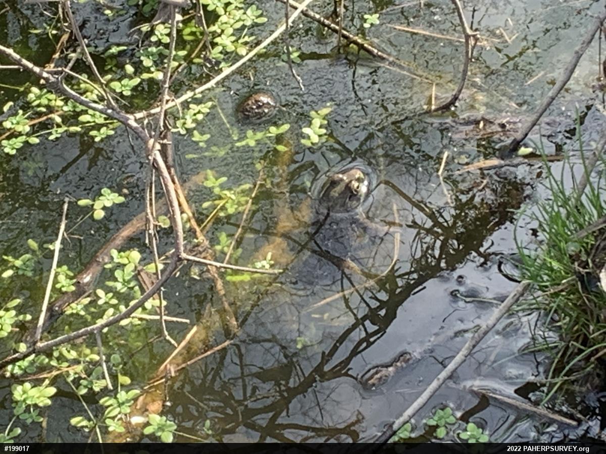 True Frogs