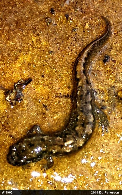 Northern Dusky Salamander
