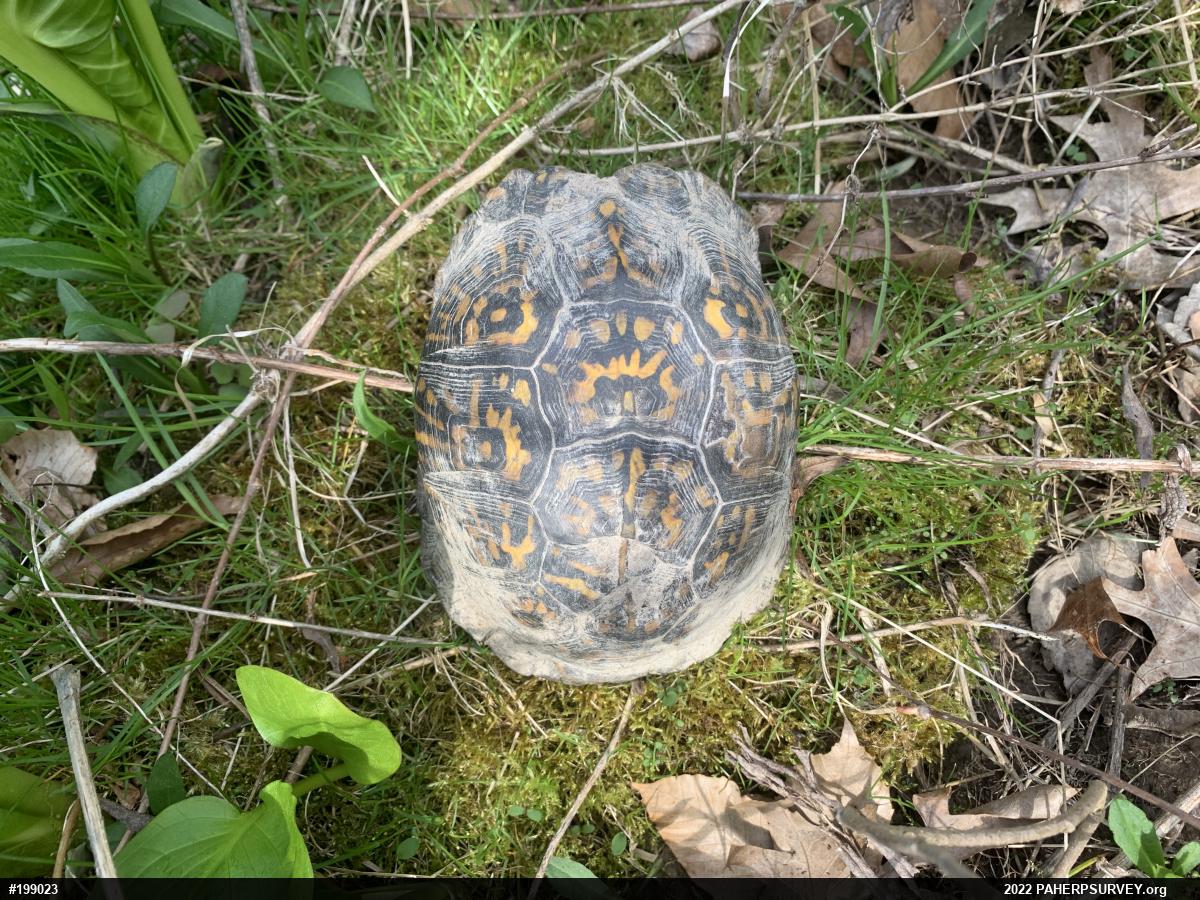 Eastern Box Turtle
