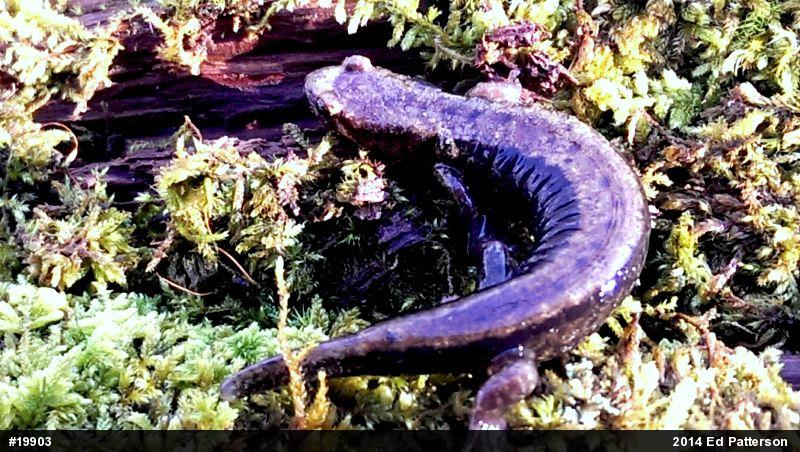 Allegheny Mountain Dusky Salamander
