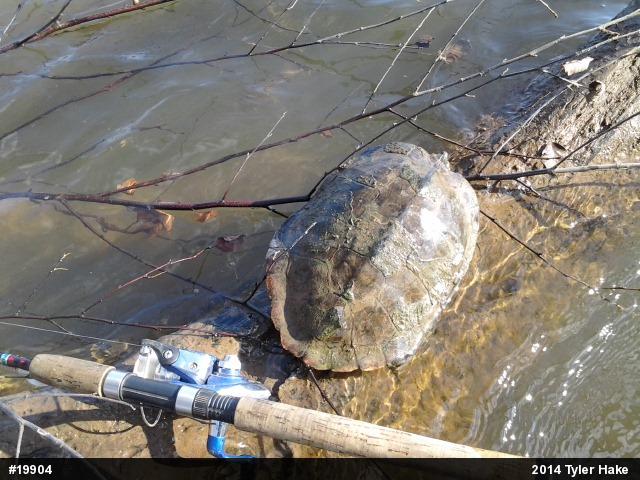 Northern Map Turtle