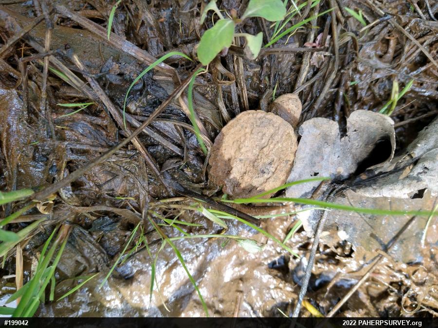 Snapping Turtle