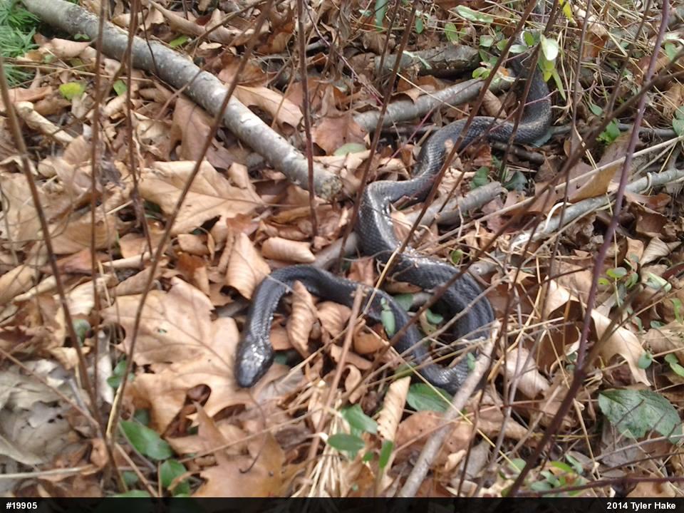 Eastern Ratsnake