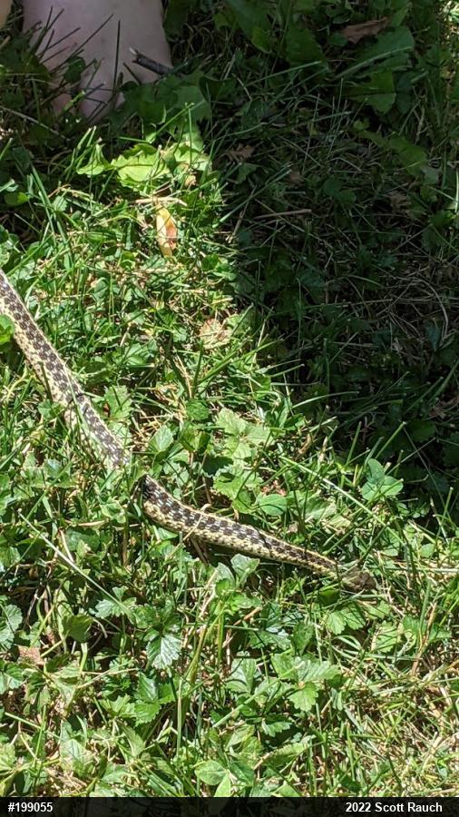 Eastern Gartersnake