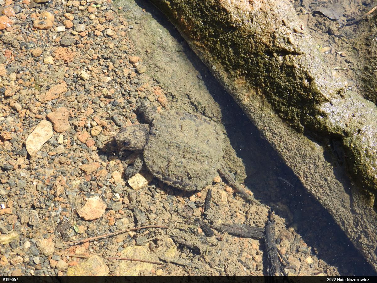 Snapping Turtle