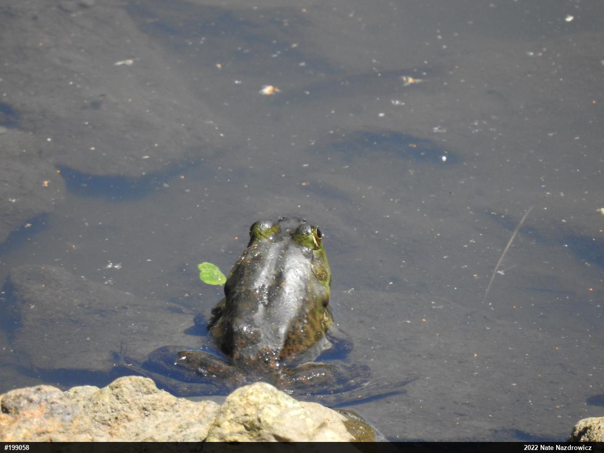 American Bullfrog