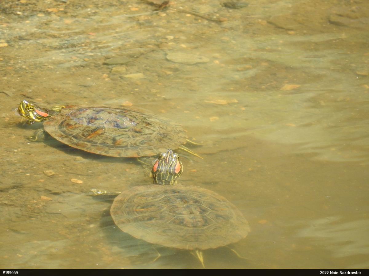 Red-eared Slider
