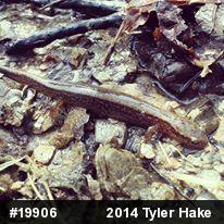 Northern Two-lined Salamander