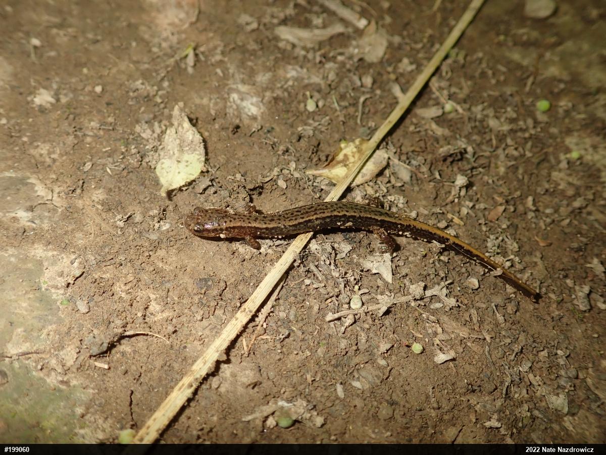 Northern Two-lined Salamander