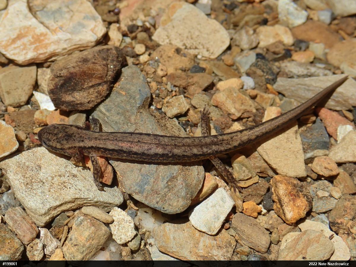 Northern Two-lined Salamander