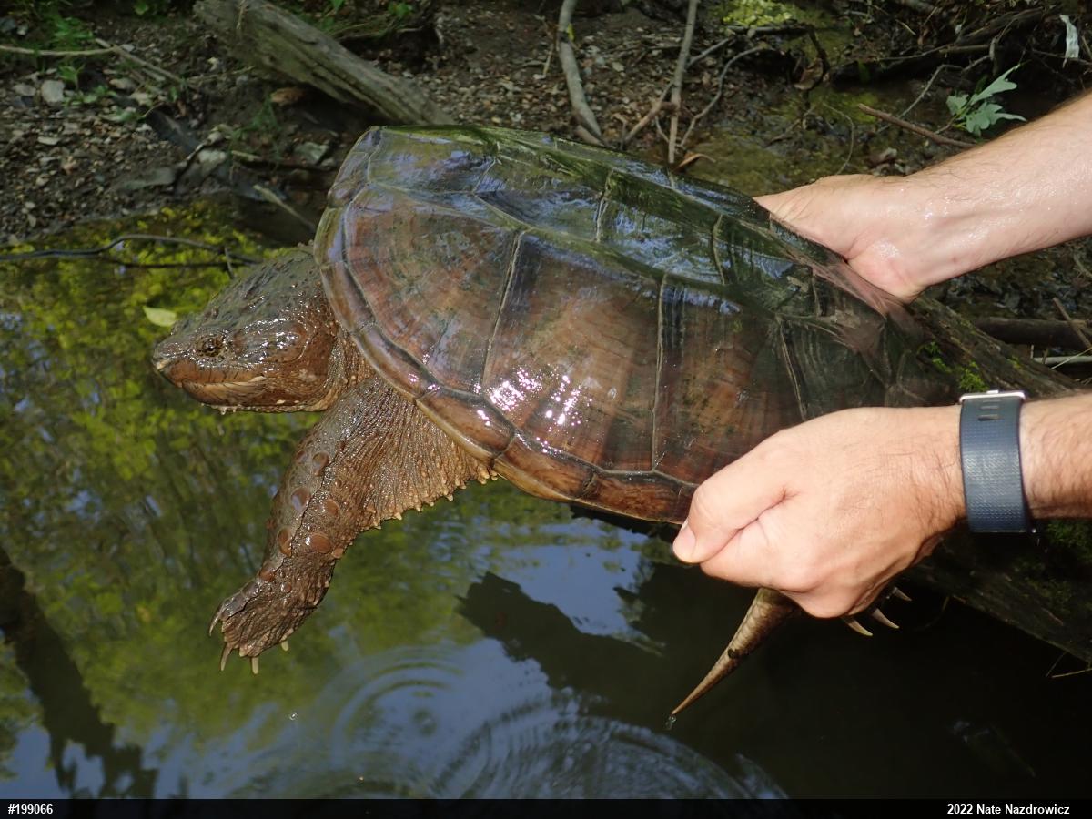 Snapping Turtle