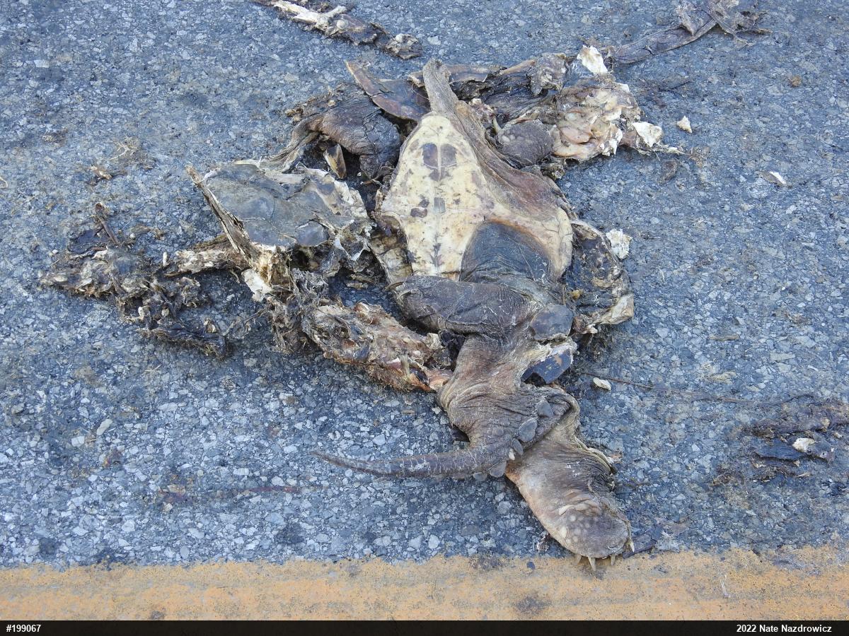 Snapping Turtle