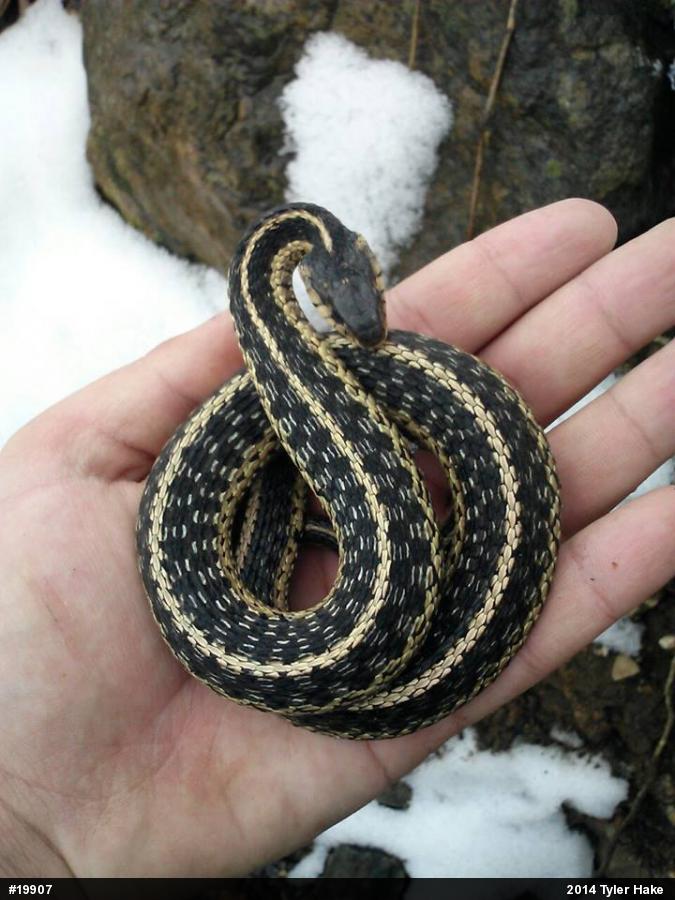 Eastern Gartersnake