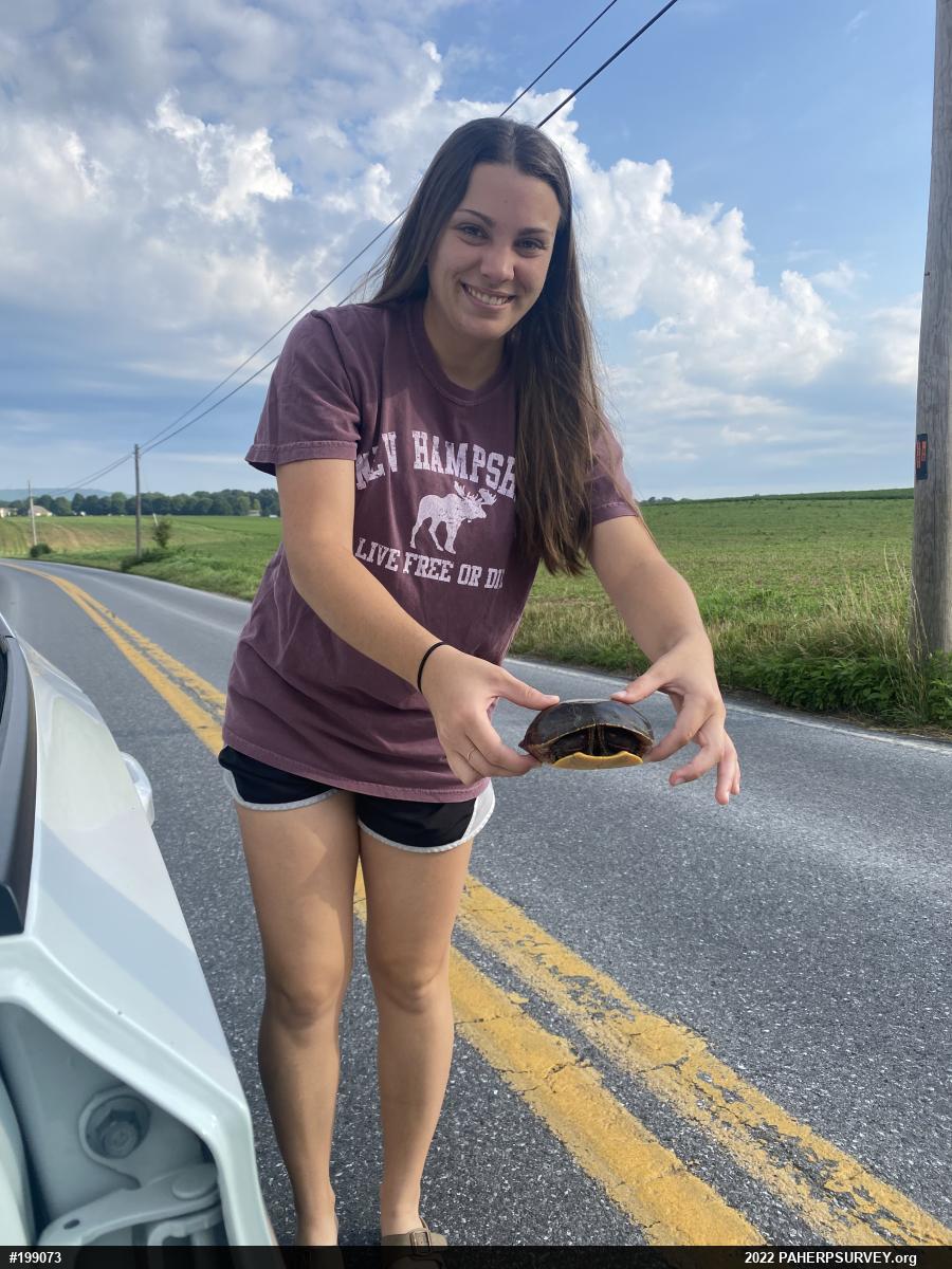 Painted Turtle