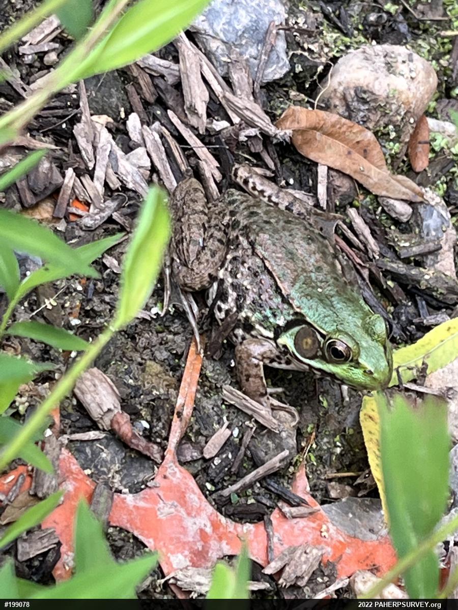 Green Frog
