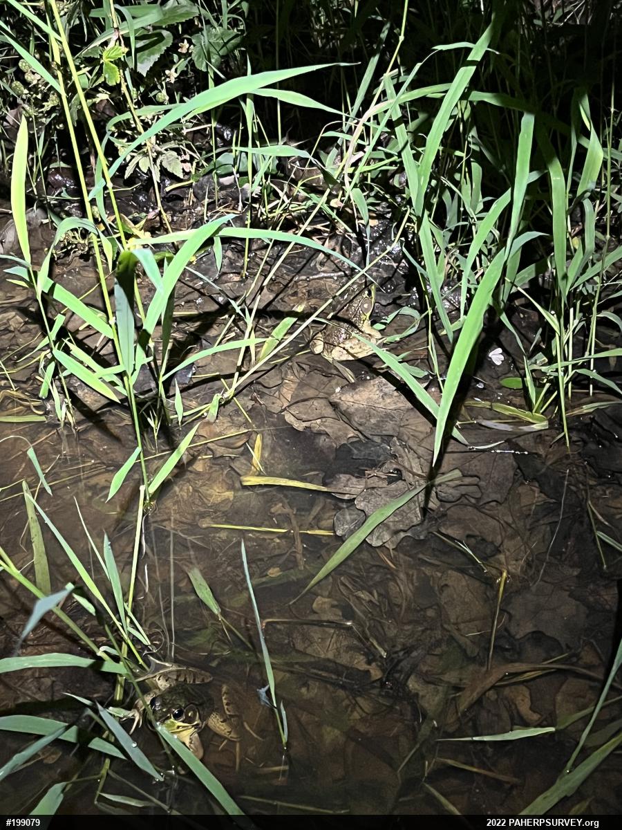 Green Frog