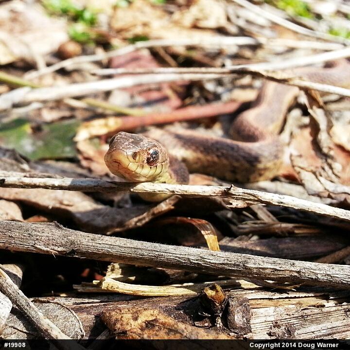 Eastern Gartersnake