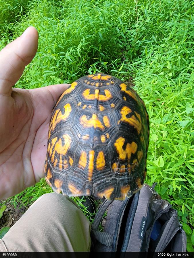 Eastern Box Turtle