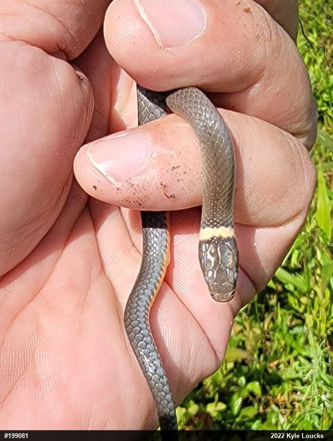 Northern Ring-necked Snake