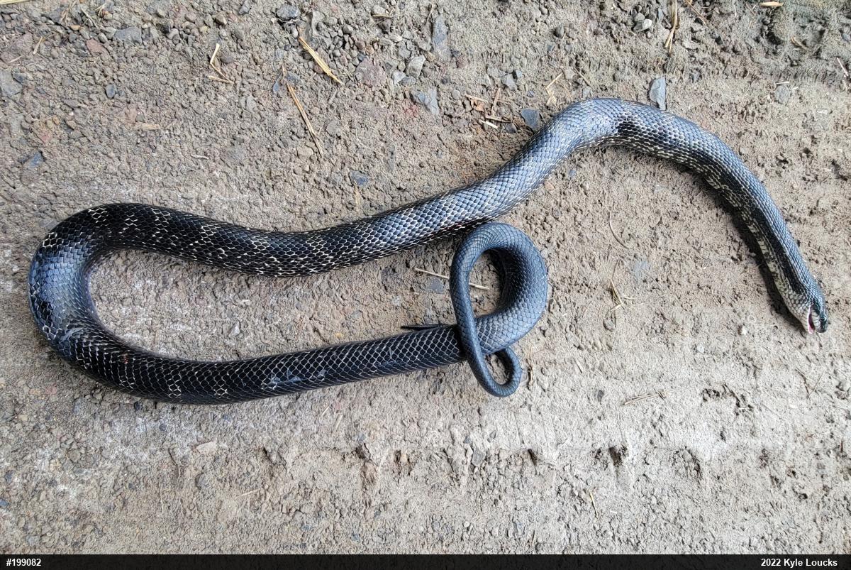 Eastern Ratsnake