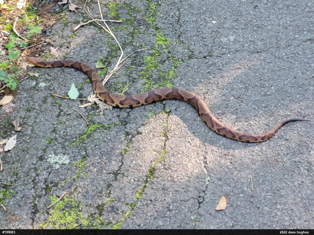 Northern Copperhead