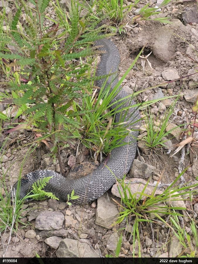 Eastern Hog-nosed Snake