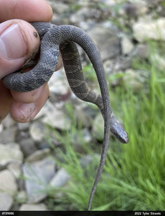 Northern Watersnake