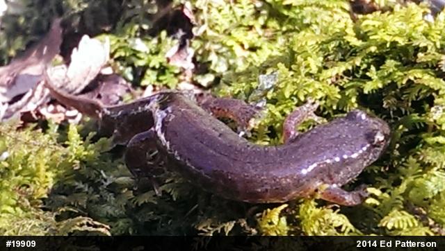 Northern Dusky Salamander