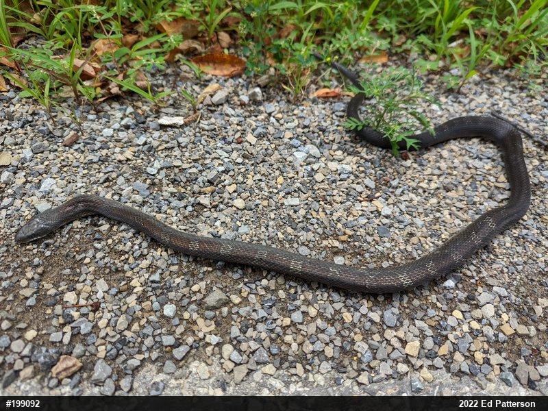 Eastern Ratsnake