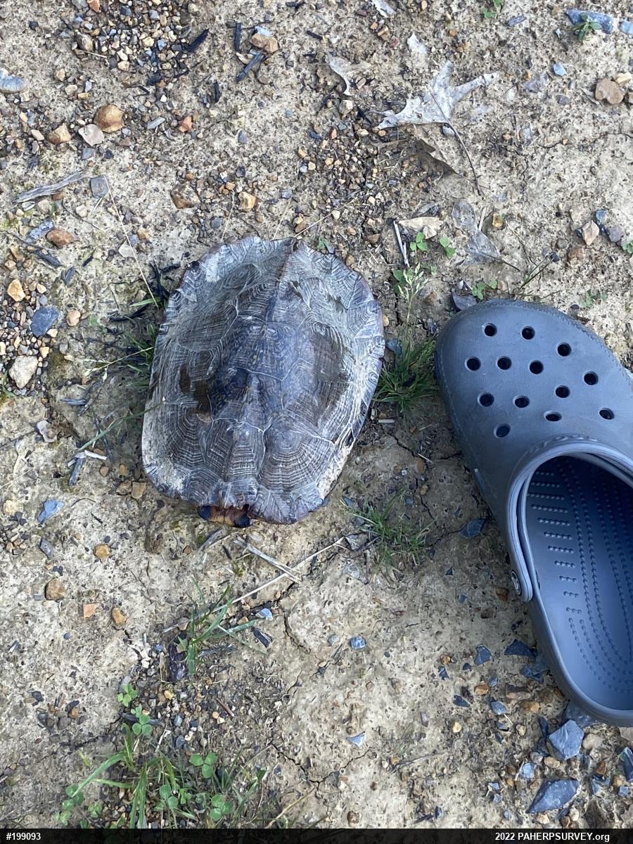 Wood Turtle