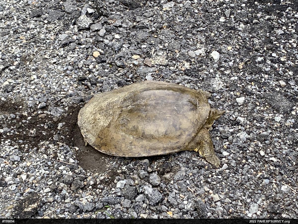 Eastern Spiny Softshell