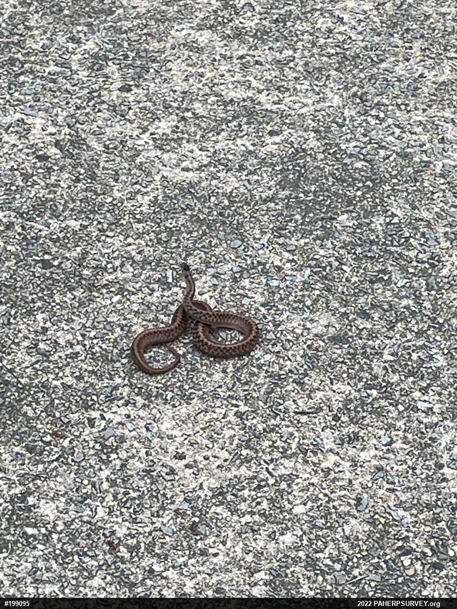 Dekay's Brownsnake
