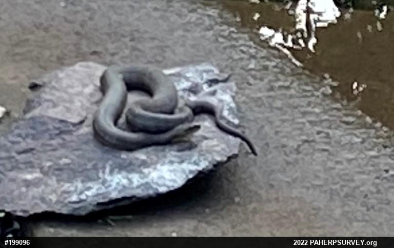 Northern Watersnake
