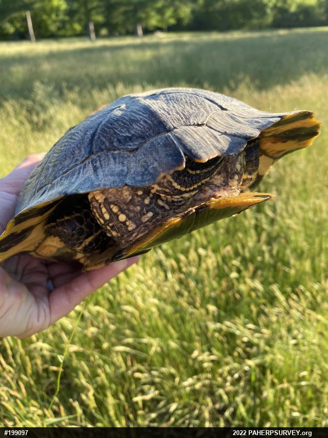 Pond Slider